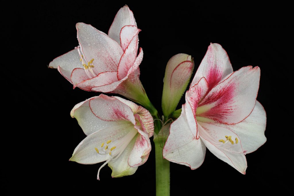 Gartenamaryllis