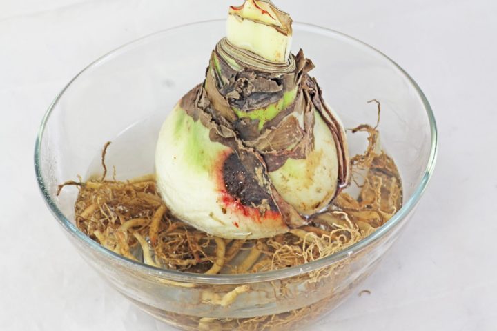 Amaryllis Pflege - Anleitung